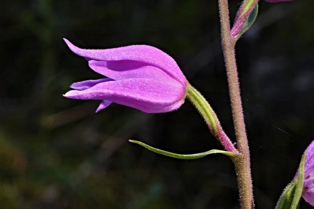 Okrotice červená (Cephalanthera rubra) - C2b. §2
