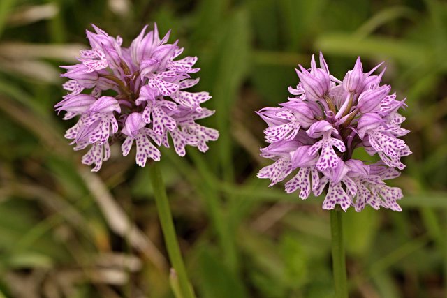 Vstavač přilbovitý (Orchis x canuti)<br>  /O. militaris x O. tridentata/