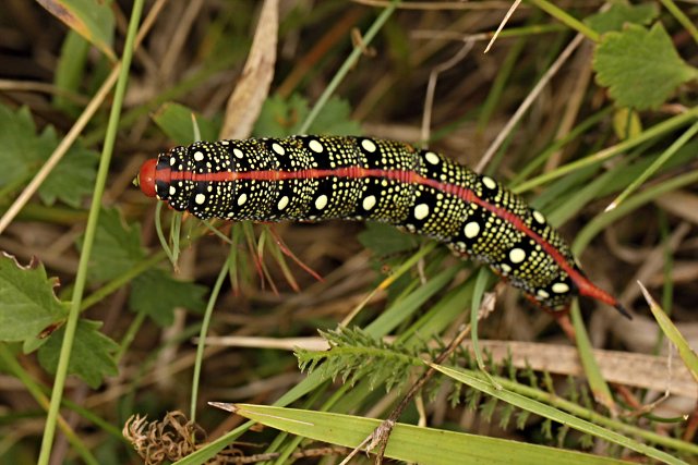 Lišaj pryšcový (Hyles euphorbiae)