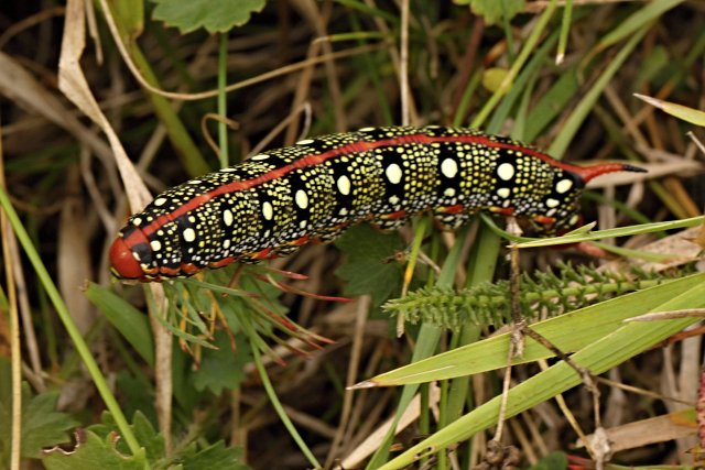Lišaj pryšcový (Hyles euphorbiae)