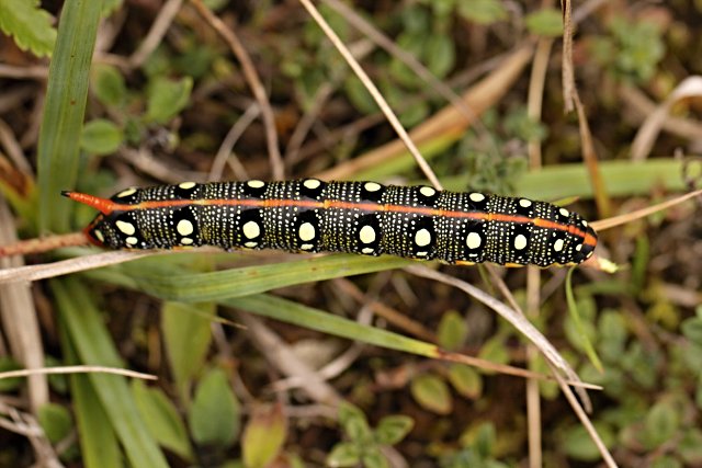 Lišaj pryšcový (Hyles euphorbiae)