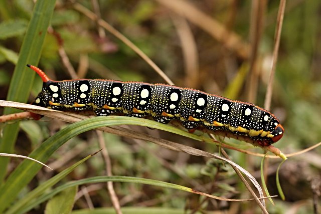 Lišaj pryšcový (Hyles euphorbiae)