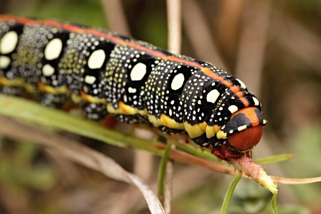 Lišaj pryšcový (Hyles euphorbiae)