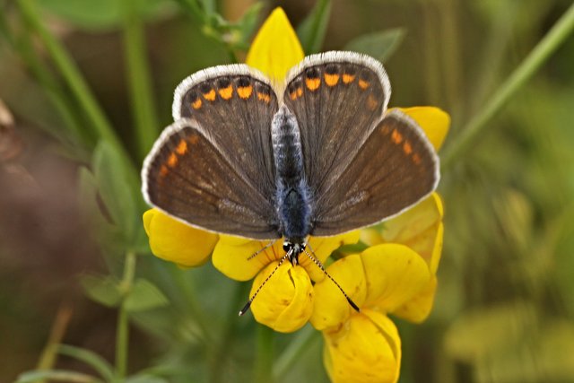Modrásek tmavohnědý (Aricia agestis)