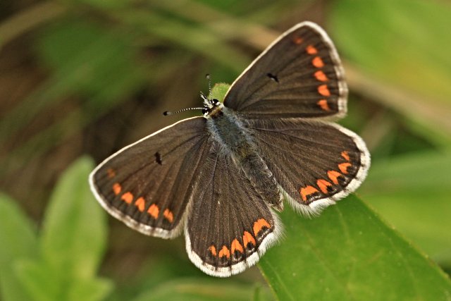 Modrásek tmavohnědý (Aricia agestis)
