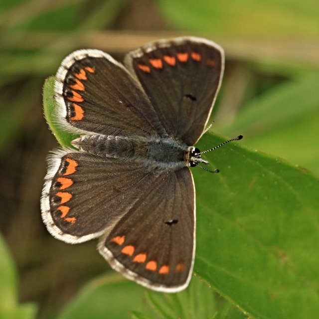 Modrásek tmavohnědý (Aricia agestis)