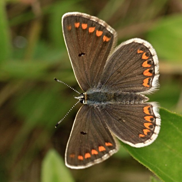 Modrásek tmavohnědý (Aricia agestis)