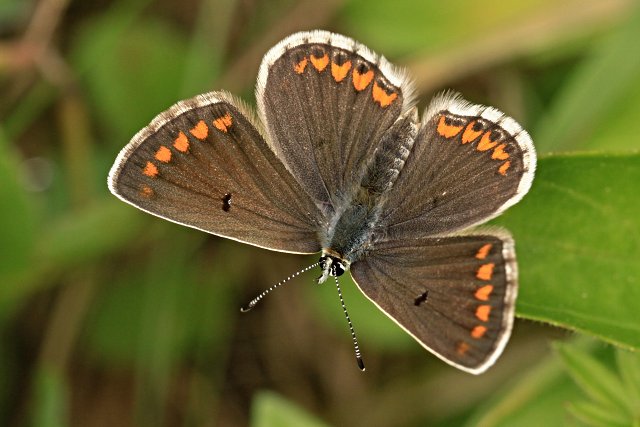 Modrásek tmavohnědý (Aricia agestis)