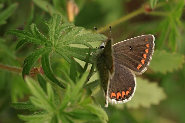 Modrásek tmavohnědý (Aricia agestis)