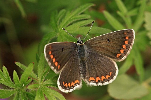Modrásek tmavohnědý (Aricia agestis)