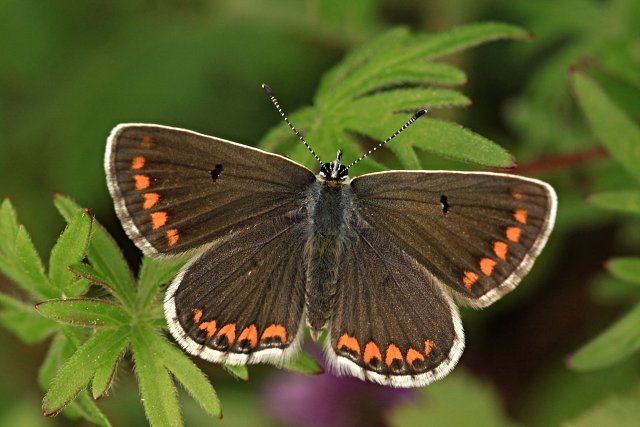 Modrásek tmavohnědý (Aricia agestis)