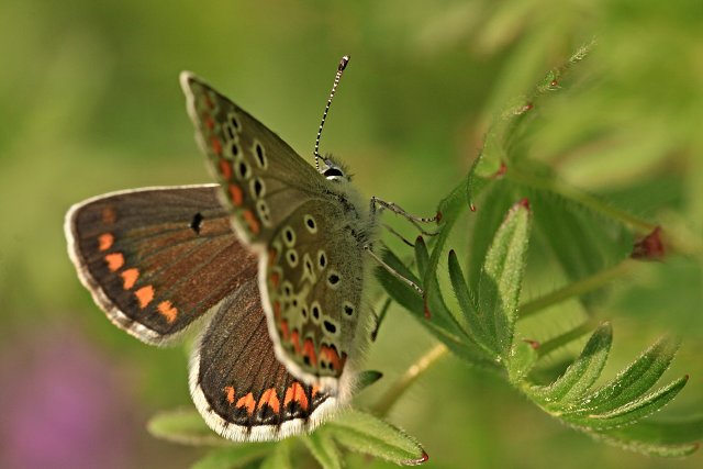 Modrásek tmavohnědý (Aricia agestis)