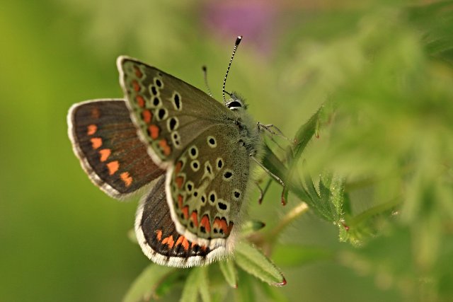 Modrásek tmavohnědý (Aricia agestis)