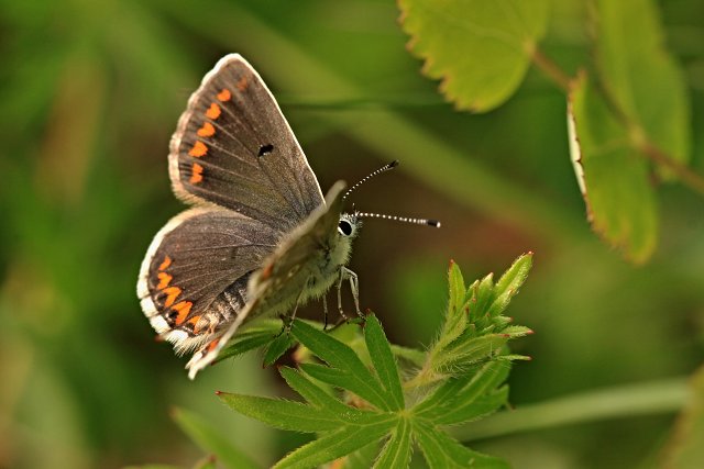 Modrásek tmavohnědý (Aricia agestis)