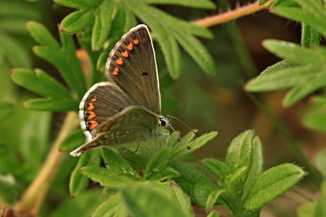 Modrásek tmavohnědý (Aricia agestis)