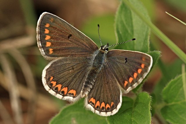 Modrásek tmavohnědý (Aricia agestis)