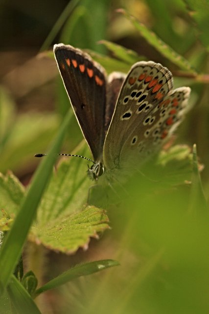 Modrásek tmavohnědý (Aricia agestis)