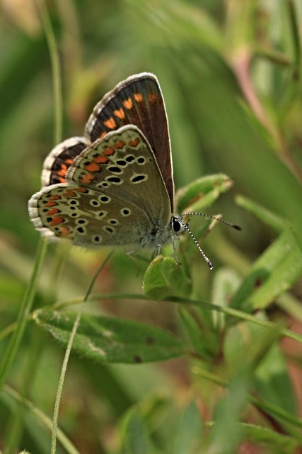 Modrásek tmavohnědý (Aricia agestis)