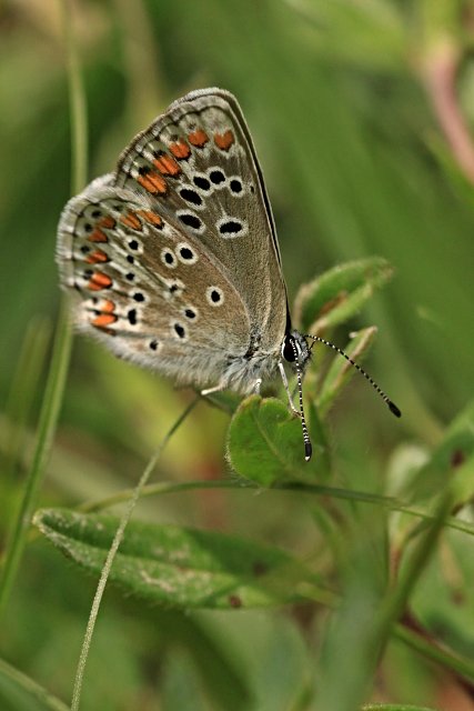 Modrásek tmavohnědý (Aricia agestis)