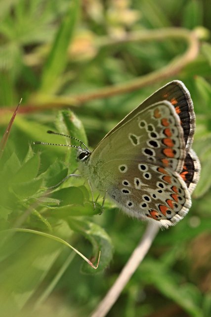 Modrásek tmavohnědý (Aricia agestis)