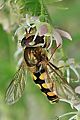 Eupeodes luniger